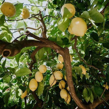 Apartamento Il Giardino Dei Limoni Polvica Exterior foto