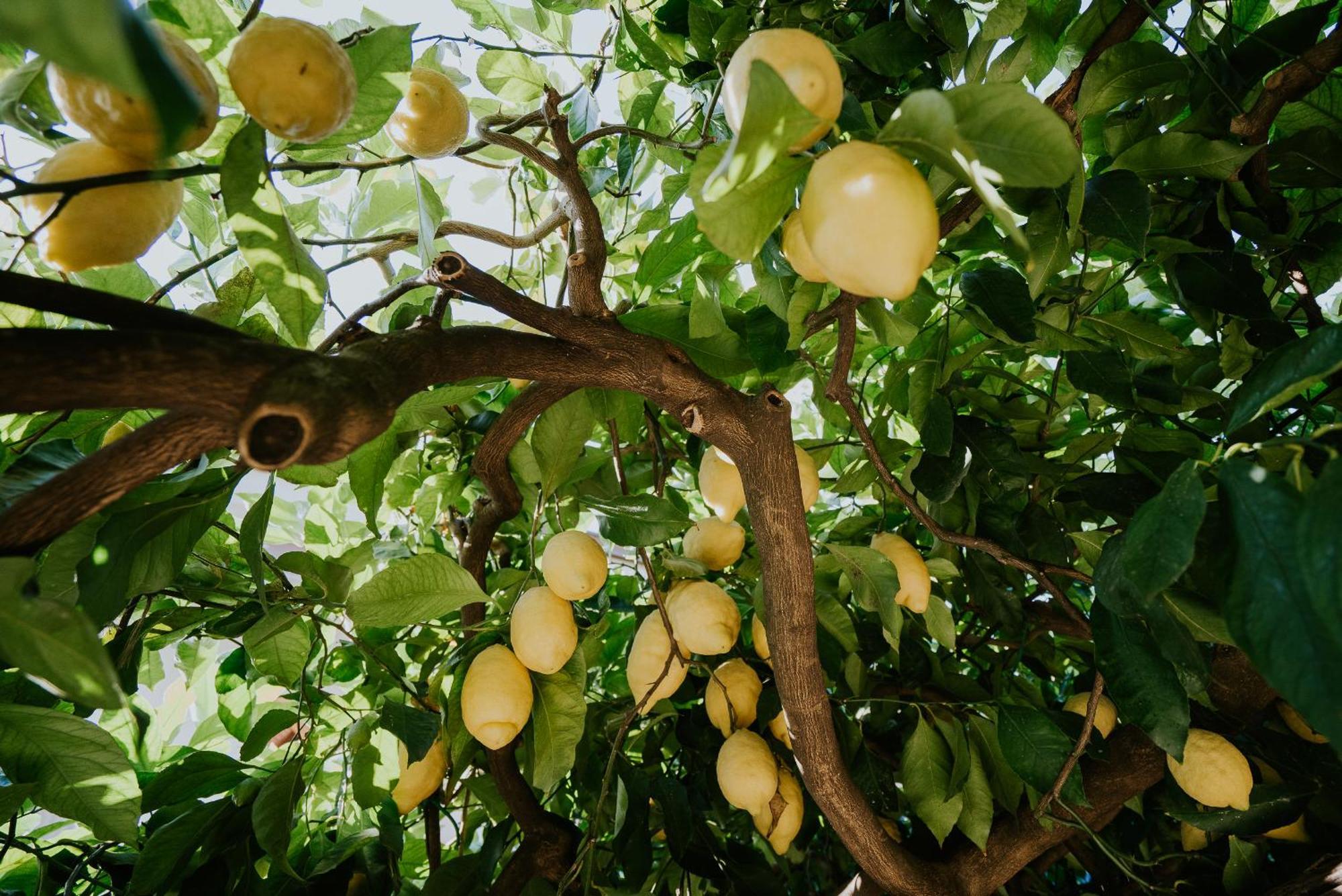 Apartamento Il Giardino Dei Limoni Polvica Exterior foto