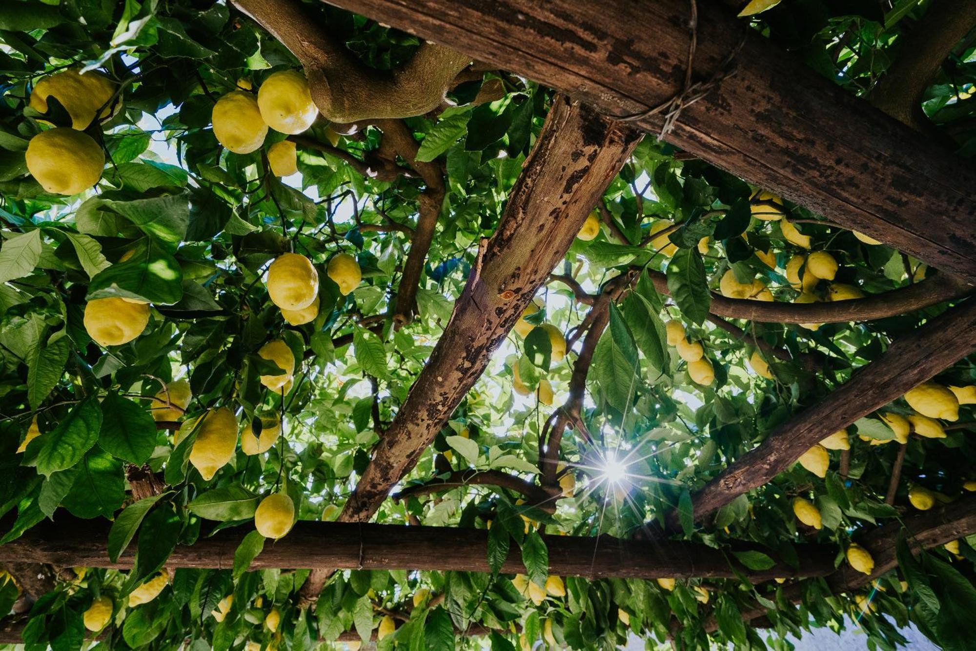 Apartamento Il Giardino Dei Limoni Polvica Exterior foto